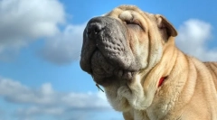 Sharpei dieta decât și cum să se hrănească acasă